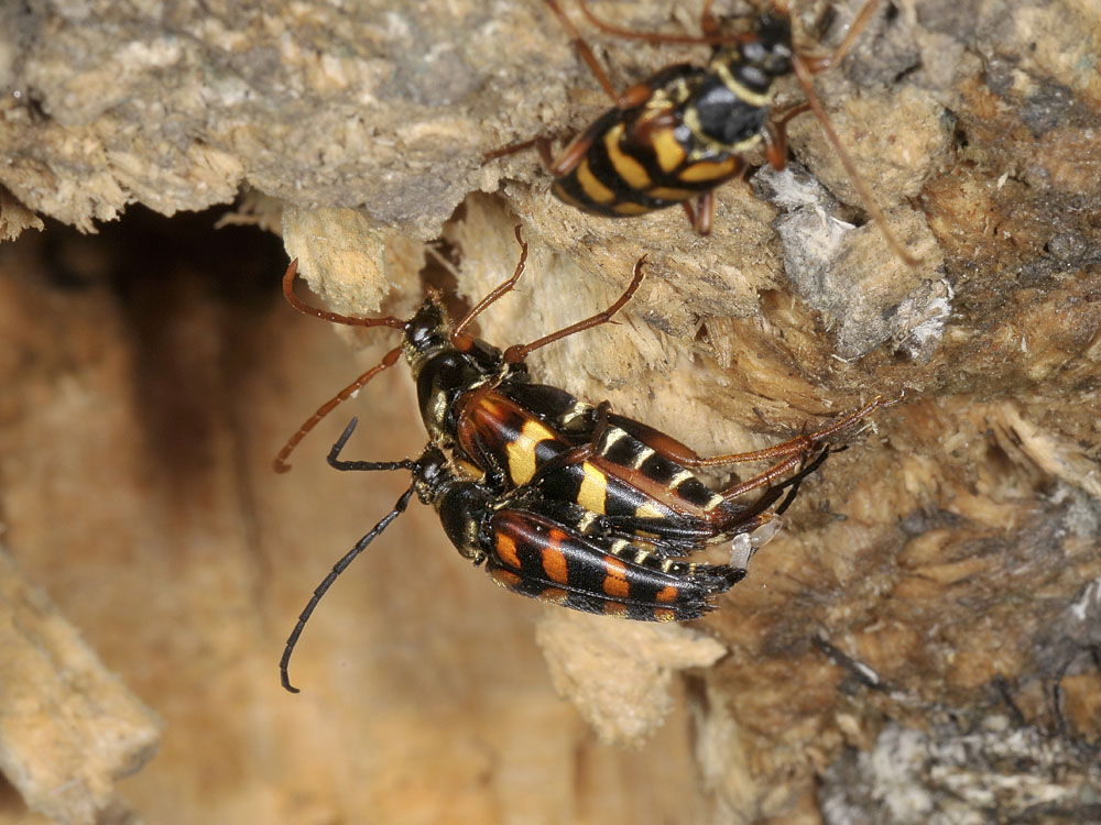 Leptura aurulenta in deposizione